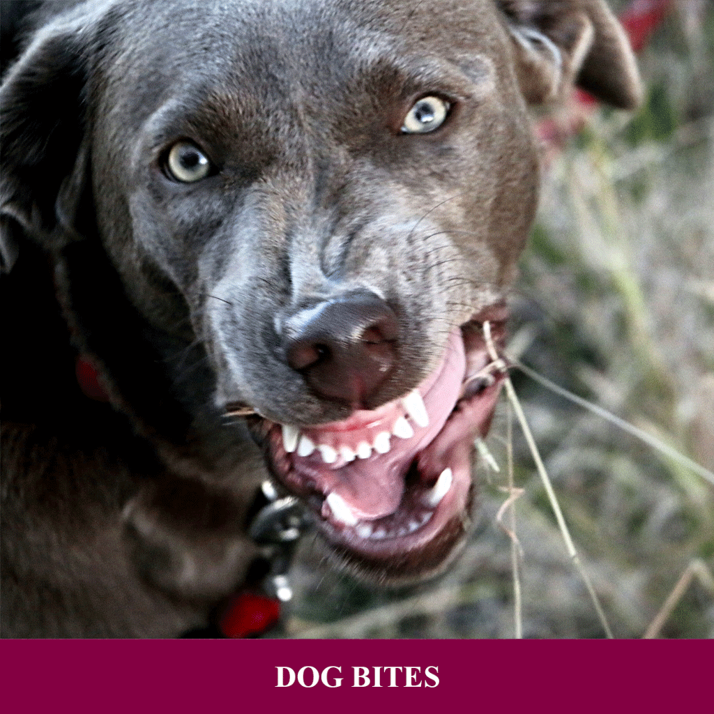 Dog-Bites-1024x1024
